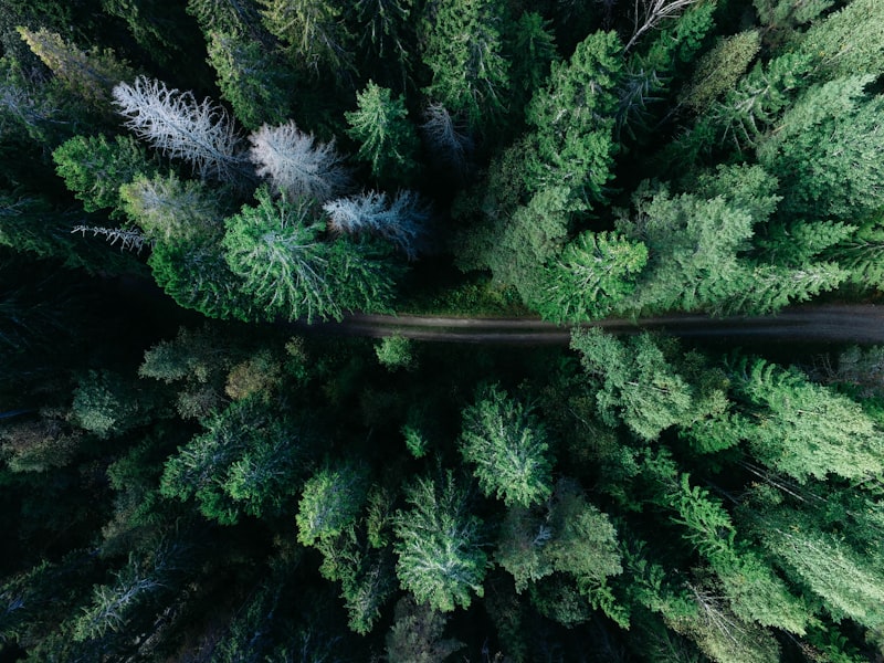 Mediterranean forest on a foggy morning